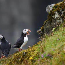 Flowers, Plants, Puffins, slope, Two cars