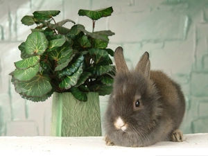 pot, Bunny, Colourfull Flowers