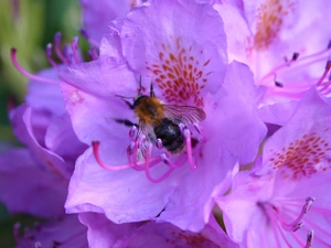 purple, rhododendron, bee, Flowers