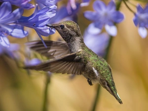 purple, humming-bird, Flowers