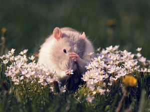 Flowers, rat