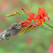Bird, humming-bird, Flowers, Crocosmia, Red
