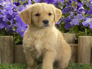 Flowers, Labrador, retriever