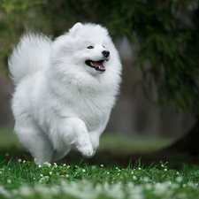 grass, Flowers, running, Samojed, White