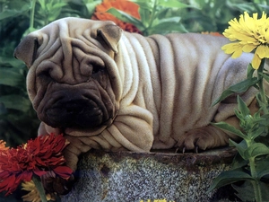 folds, Flowers, Shar, Pei, dog