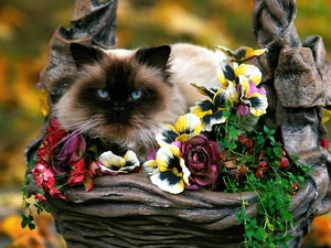 Flowers, kitten, siamese