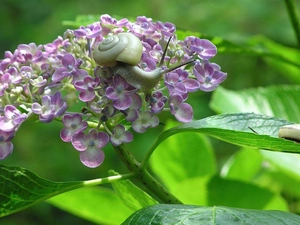 snail, Violet, Colourfull Flowers