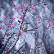 Flowers, Spring, starling, branch pics, Bird