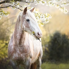 Horse, Flowers, Spring, Fruit Tree