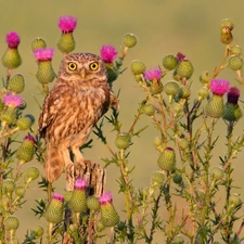 owl, Flowers, teasel, Little Owl