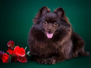 Flowers, doggy, Tounge