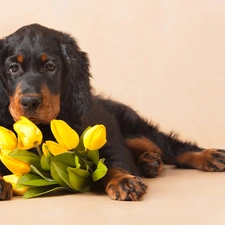 dog, Flowers, Tulips, Setter scotch