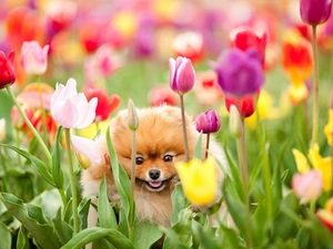 dog, Flowers, Tulips, Toy Spitz