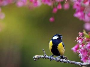 Flowers, tit, twig