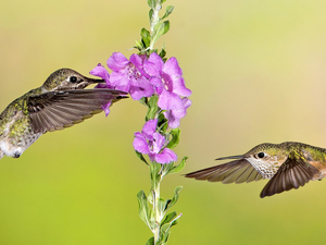 Colourfull Flowers, Two cars, hummingbirds
