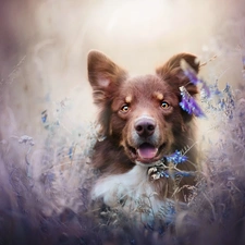 dog, Flowers, Vetch, Australian Shepherd