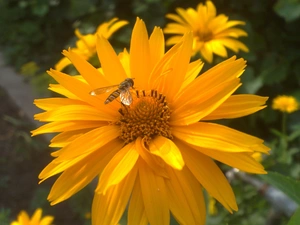 wasp, Yellow, Colourfull Flowers