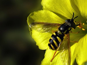 wasp, Yellow, Colourfull Flowers