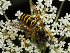 Flowers, wasp, White