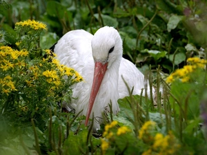 Flowers, stork, Wildflowers
