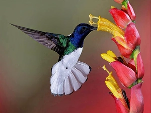 humming-bird, Colourfull Flowers, graphics, wings