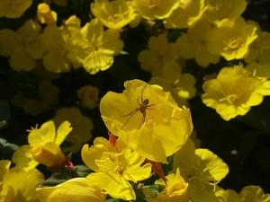 Yellow, primrose, Spider, Flowers