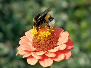 zinnia, dumbledor, Colourfull Flowers