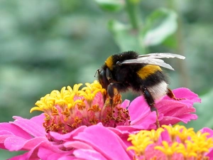 zinnia, dumbledor, Colourfull Flowers