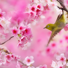 Twigs, Zosterops, Flowers, Flourished, Bird, Pink, Fruit Tree