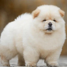 Puppy, Chow chow, fluffy, cream, dog