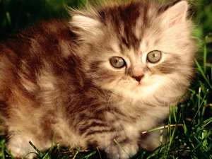 fluffy, kitten
