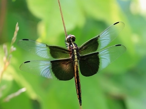 blue, wings, dragon-fly, black, Beauty