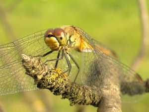 dragon-fly, Black-tailed Skimmer