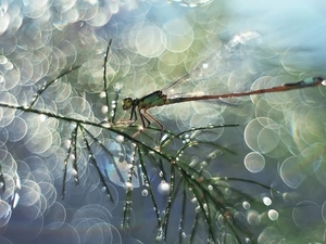 Bokeh, twig, dragon-fly