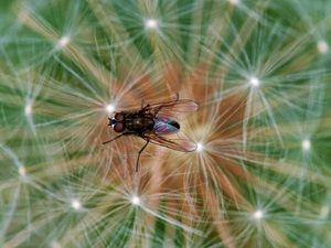 fly, dandelion