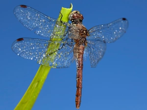 dragon-fly, drops, Close, stalk