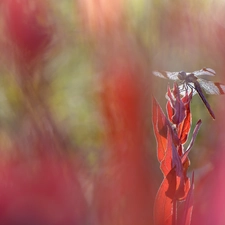 dragon-fly, fuzzy, background, plant