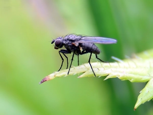 fly, leaf