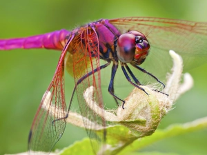 plant, Pink, dragon-fly