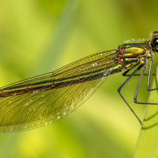 dragon-fly, plant, Close, stalk