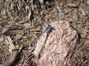 Stone, Blue, dragon-fly