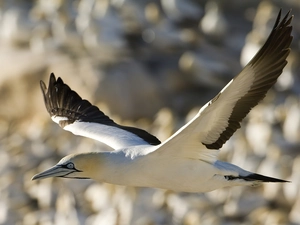 flying, gannet