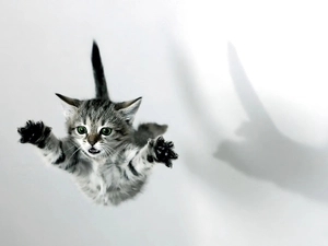 flying, kitten