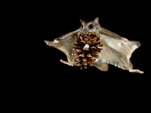 Flying, flying squirrel, cone, squirrel