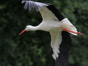 flying, stork