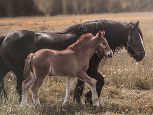 foal, bloodstock, Meadow
