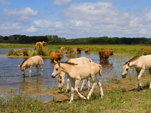 foals, Scottish Cow
