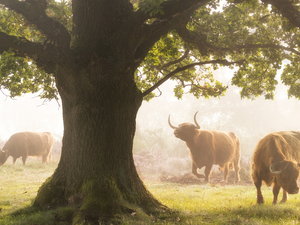 grass, Fog, Big, trees, Cows