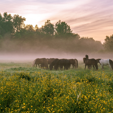 trees, Meadow, VEGETATION, Fog, viewes, bloodstock