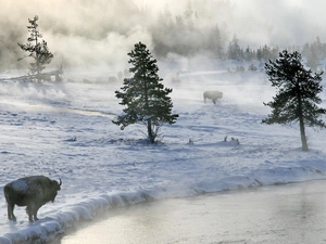 trees, bison, snow, Fog, viewes, River
